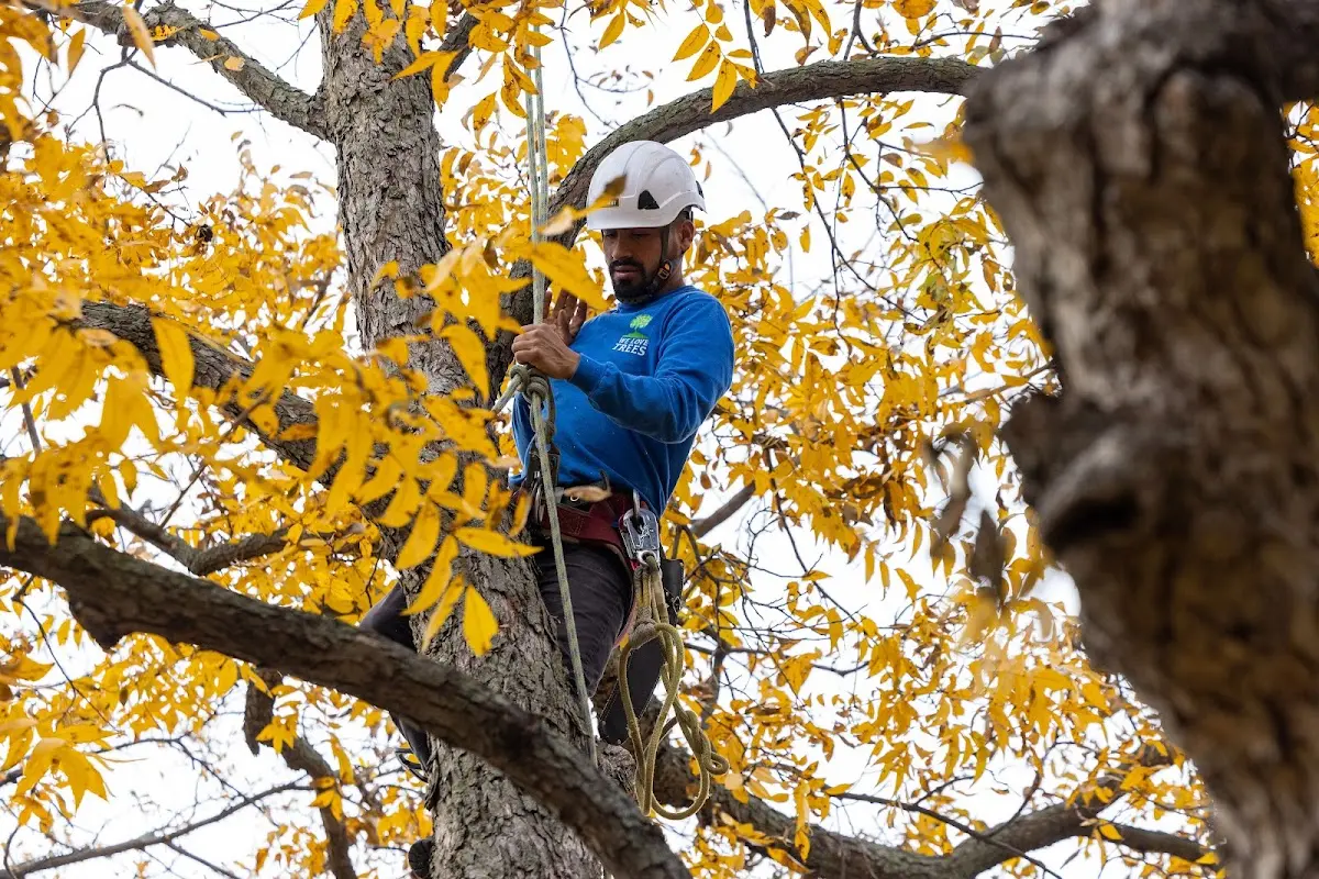 Skilled Emergency Tree Service crew working in Vernon